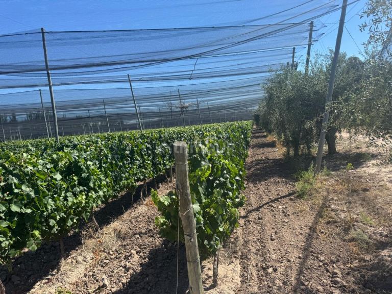 Finca en Venta en Junin, Mendoza