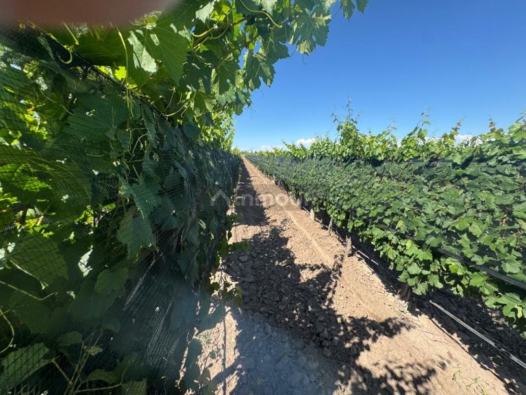 Finca en Venta en Junin, Mendoza