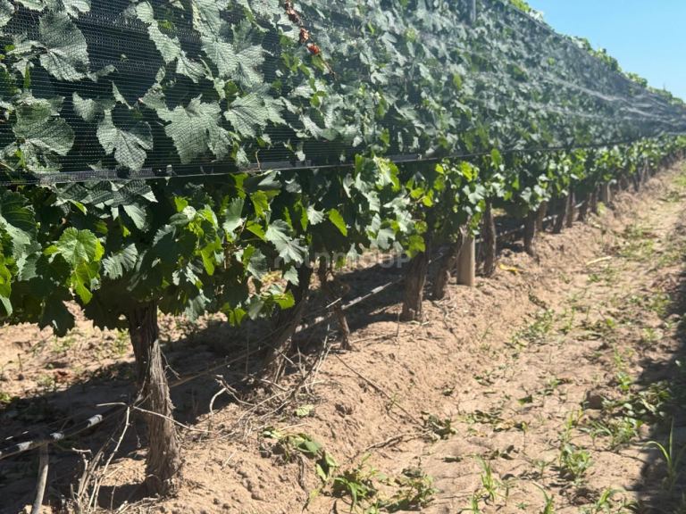 Finca en Venta en Junin, Mendoza