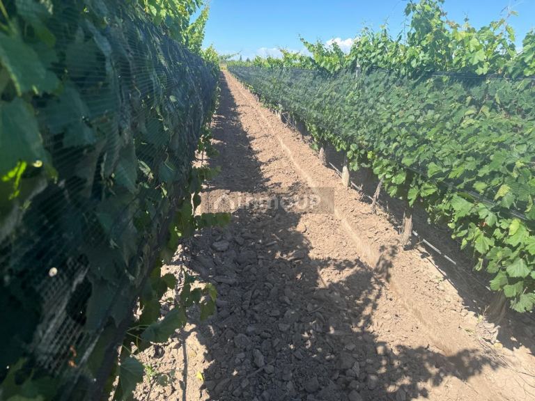 Finca en Venta en Junin, Mendoza