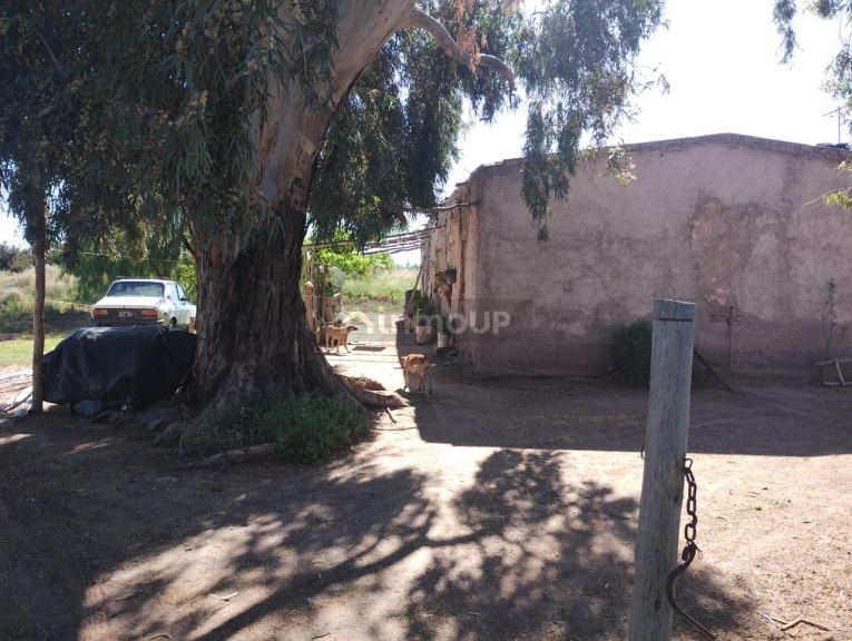 Finca en Venta en Lavalle, Mendoza