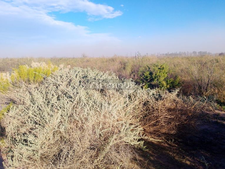 Finca en Venta en Lavalle, Mendoza