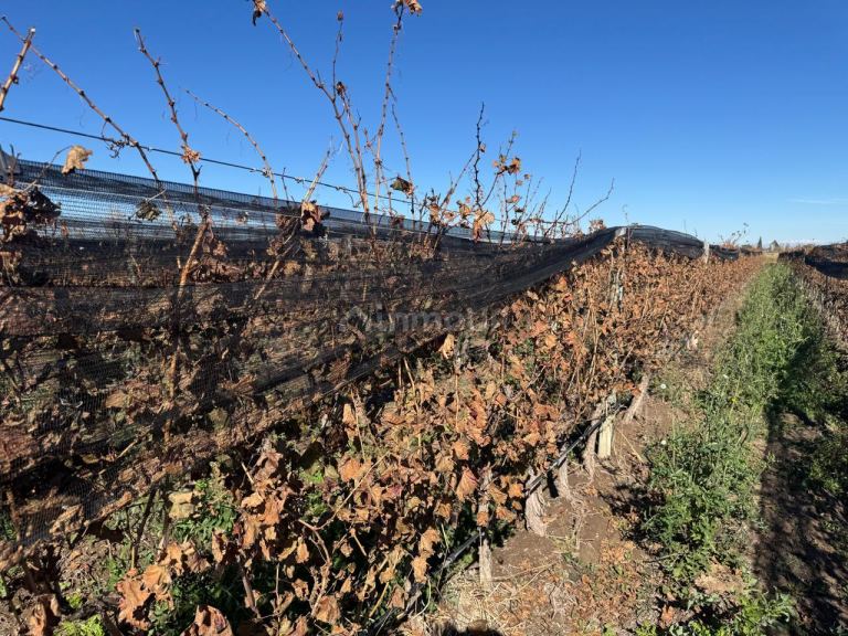Finca en Venta en Guaymallen, Mendoza