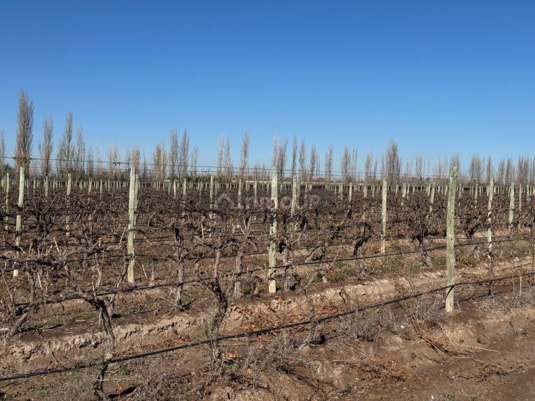 Finca en Venta en Guaymallen, Mendoza