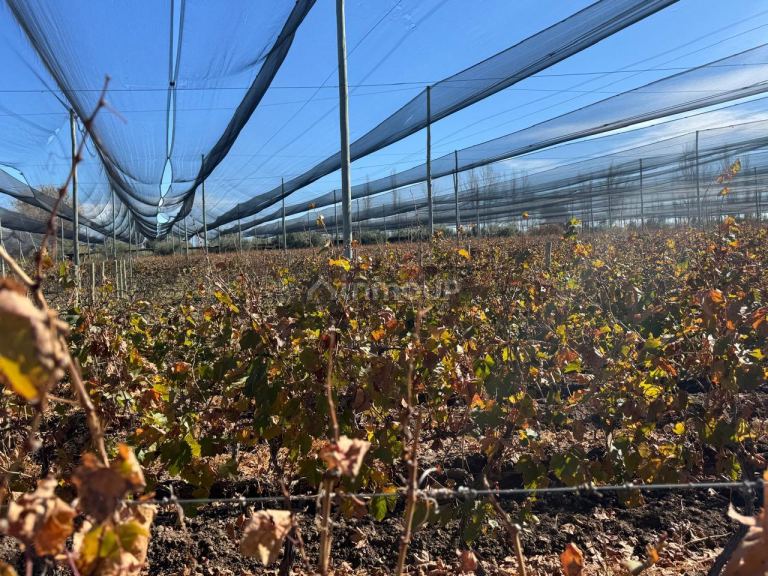 Finca en Venta en Guaymallen, Mendoza