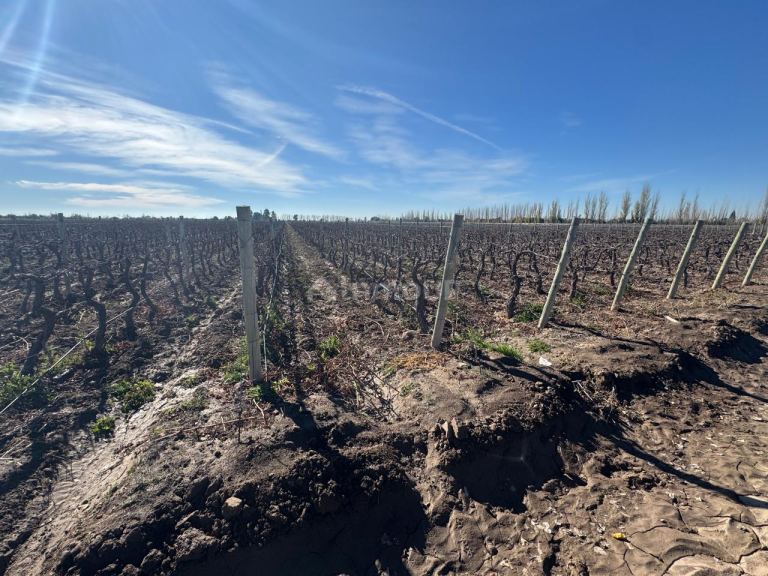 Finca en Venta en Guaymallen, Mendoza