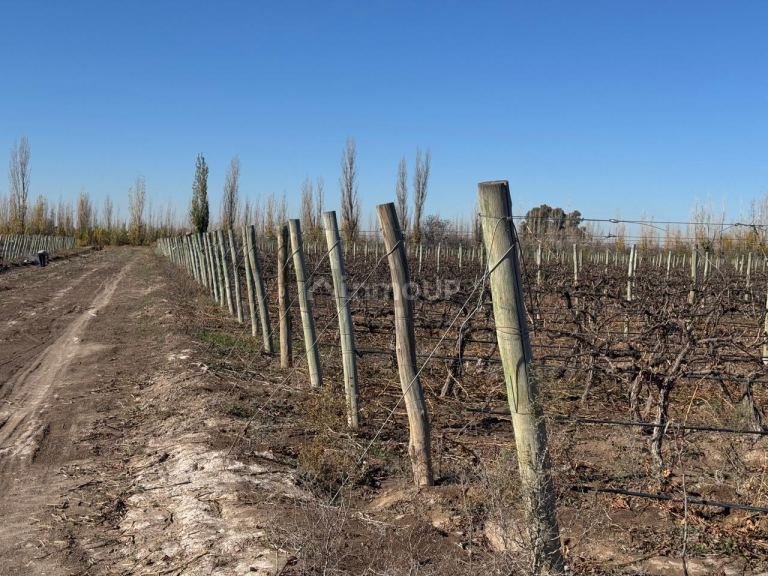 Finca en Venta en Guaymallen, Mendoza