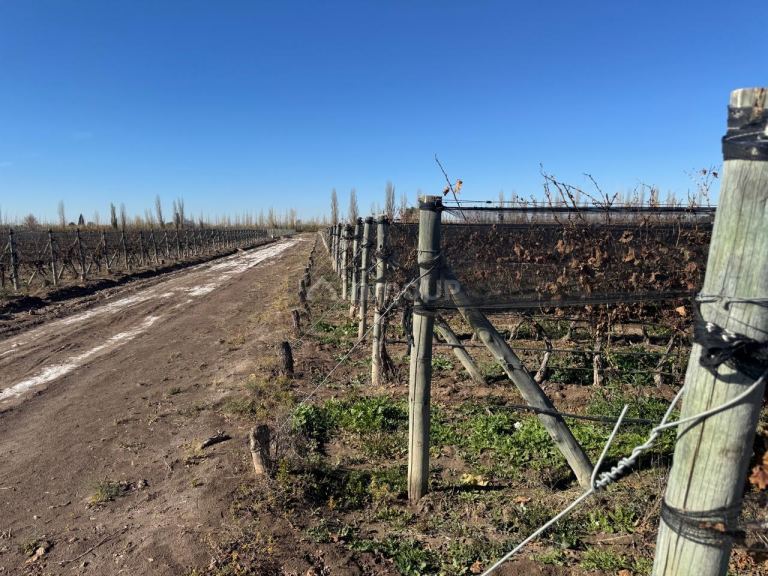 Finca en Venta en Guaymallen, Mendoza