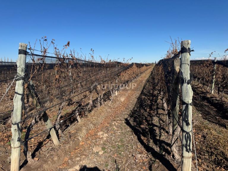 Finca en Venta en Guaymallen, Mendoza