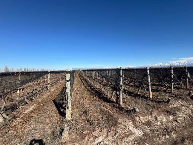 Finca en Venta en Guaymallen, Mendoza