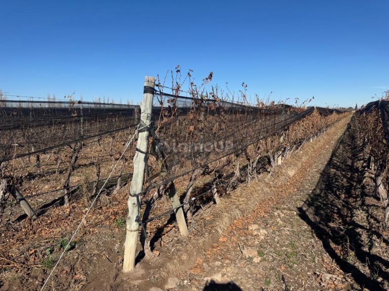 Finca en Venta en Guaymallen, Mendoza