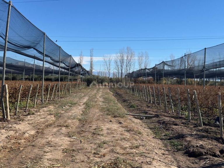 Finca en Venta en Guaymallen, Mendoza