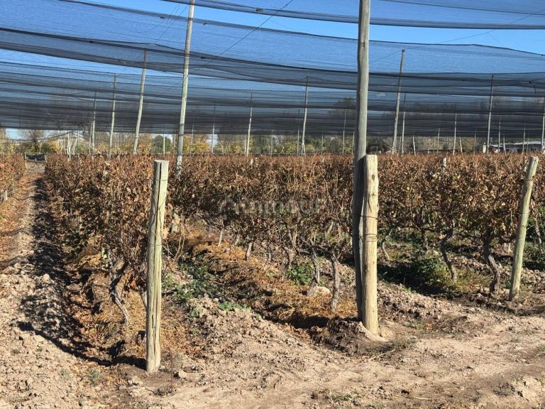 Finca en Venta en Guaymallen, Mendoza
