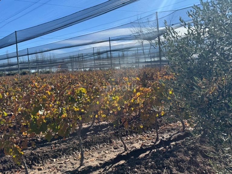 Finca en Venta en Guaymallen, Mendoza
