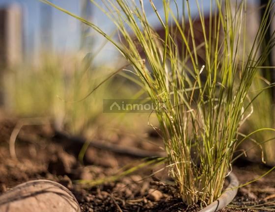 Terreno en Venta en Lujan de Cuyo, Mendoza