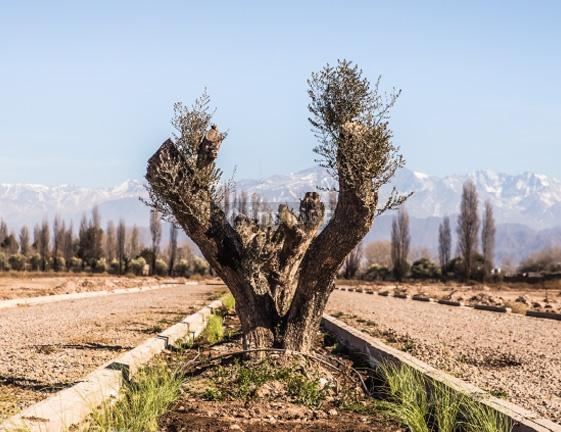 Terreno en Venta en Lujan de Cuyo, Mendoza