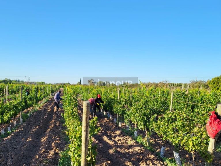 Finca en Venta en Lujan de Cuyo, Mendoza