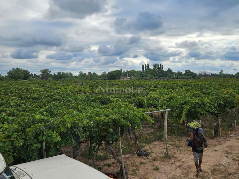 Finca en Venta en Lujan de Cuyo, Mendoza