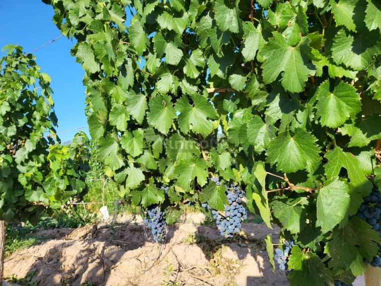 Finca en Venta en Lujan de Cuyo, Mendoza