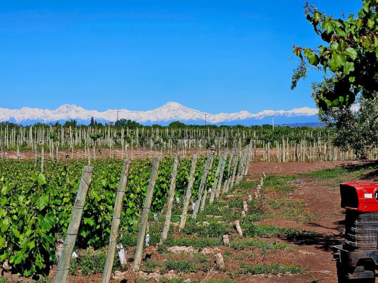 Finca en Venta en Lujan de Cuyo, Mendoza