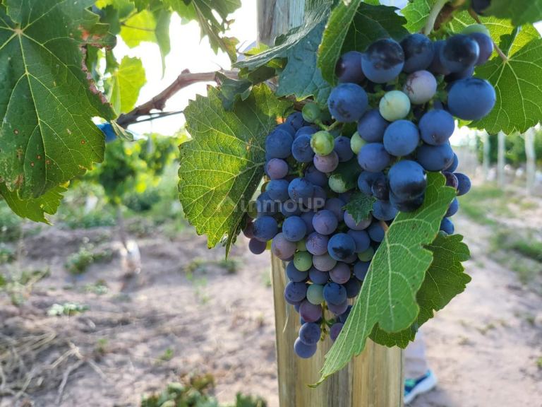 Finca en Venta en Lujan de Cuyo, Mendoza