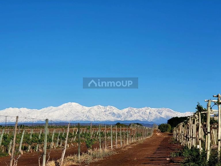 Finca en Venta en Lujan de Cuyo, Mendoza
