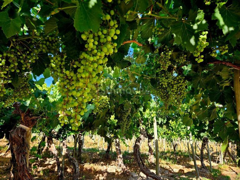 Finca en Venta en Lujan de Cuyo, Mendoza