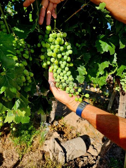 Finca en Venta en Lujan de Cuyo, Mendoza