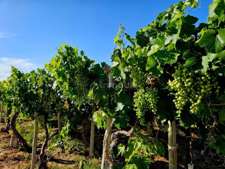 Finca en Venta en Lujan de Cuyo, Mendoza