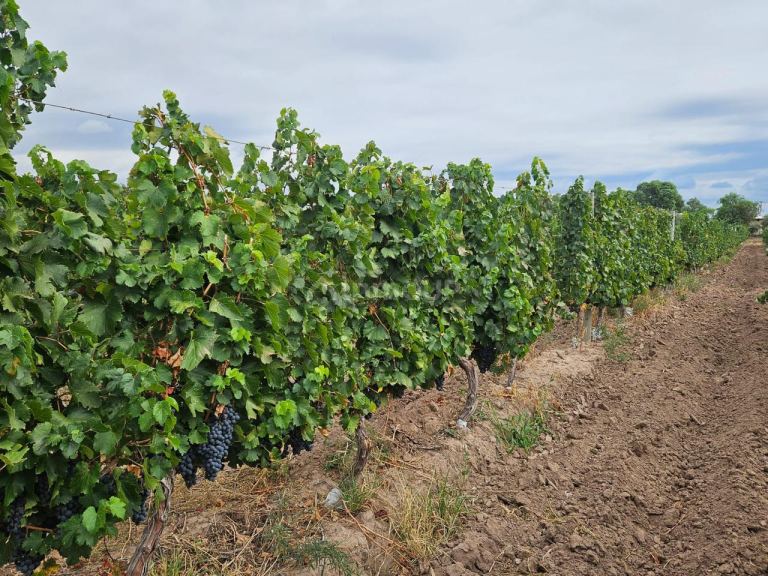 Finca en Venta en Lujan de Cuyo, Mendoza