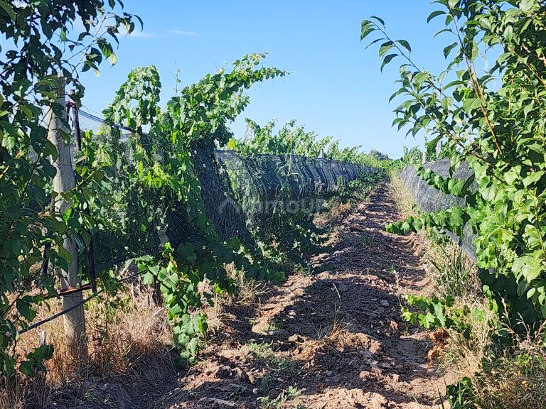 Viñedo en Venta en Maipu, Mendoza