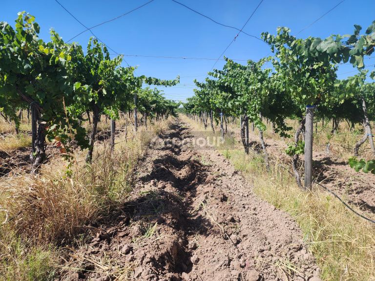 Viñedo en Venta en Maipu, Mendoza