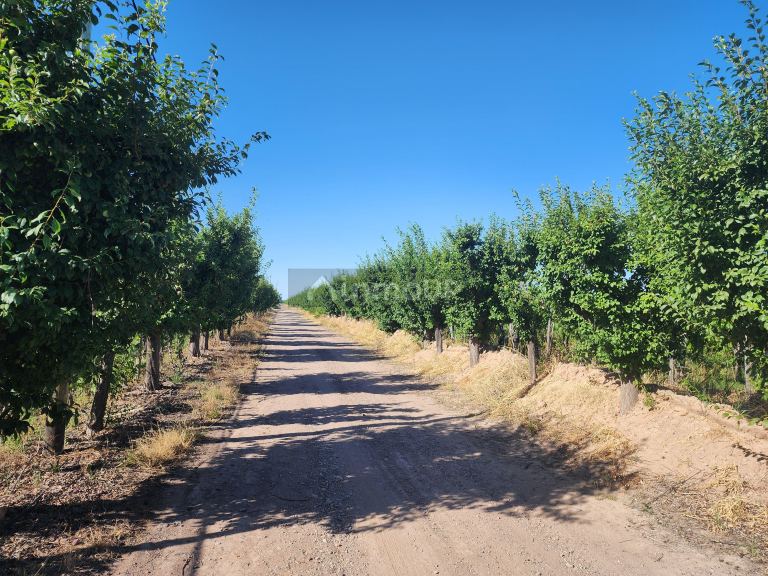 Viñedo en Venta en Maipu, Mendoza