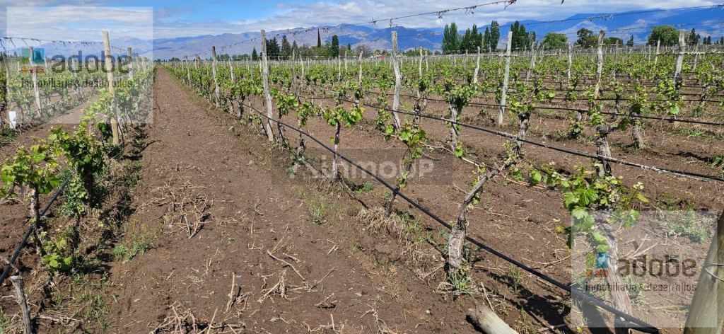 Finca en Venta en San Carlos, Mendoza