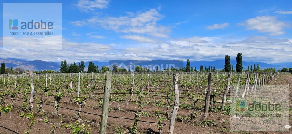 Finca en Venta en San Carlos, Mendoza