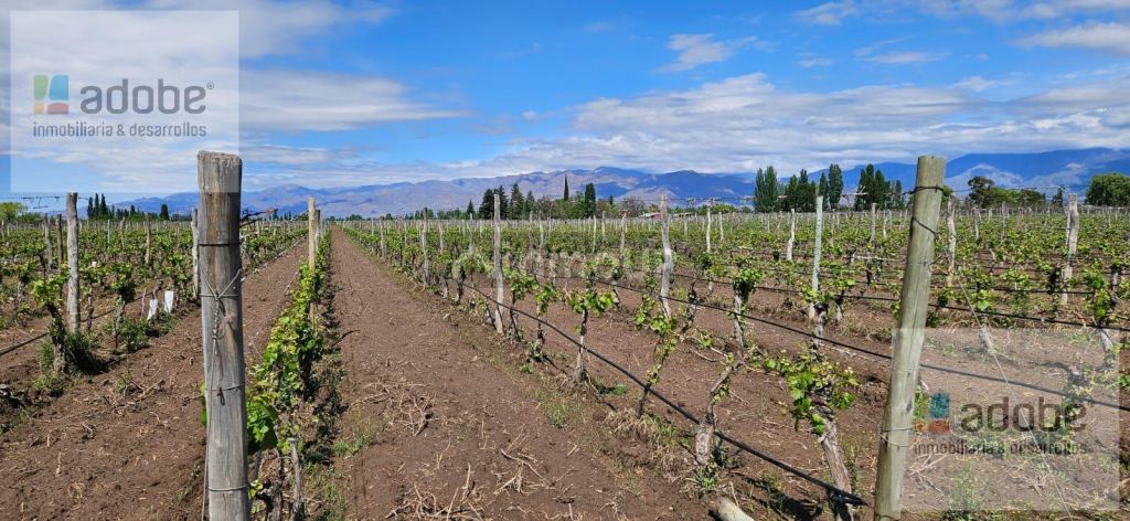 Finca en Venta en San Carlos, Mendoza