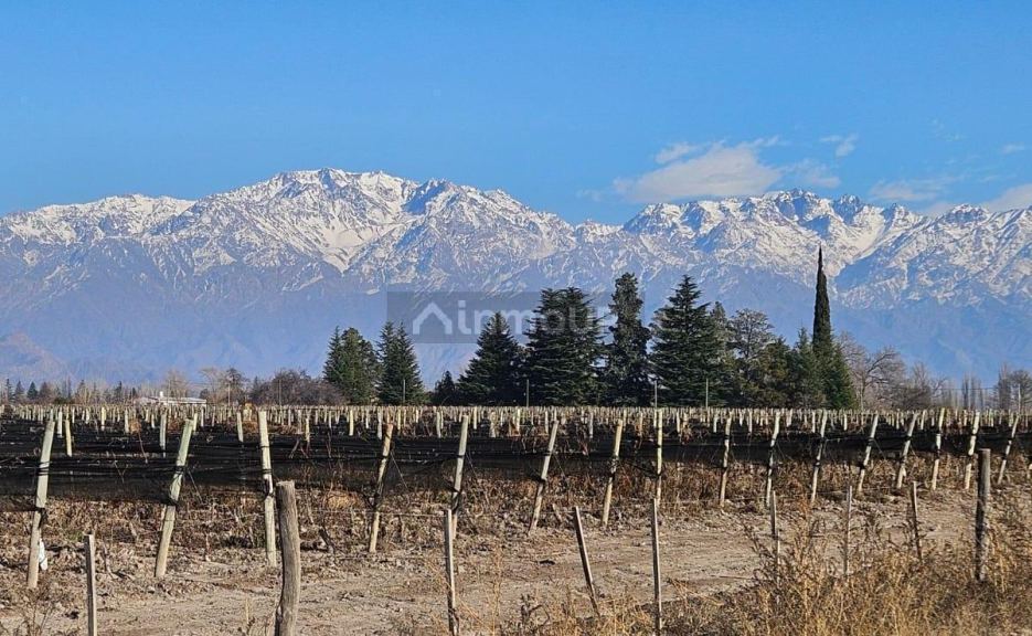 Finca en Venta en San Carlos, Mendoza