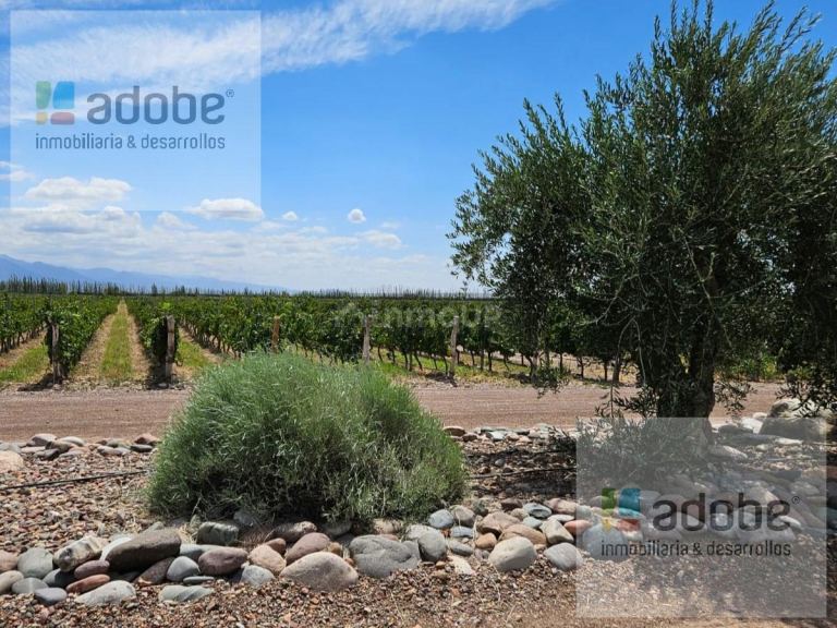 Finca en Venta en Lujan de Cuyo, Mendoza