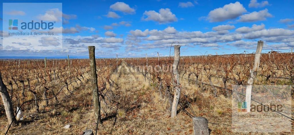 Finca en Venta en Lujan de Cuyo, Mendoza