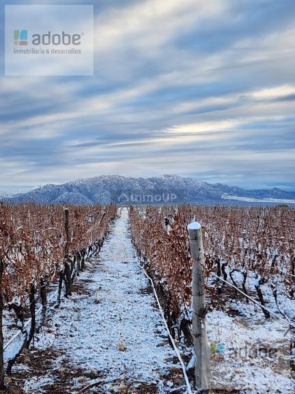 Finca en Venta en Lujan de Cuyo, Mendoza