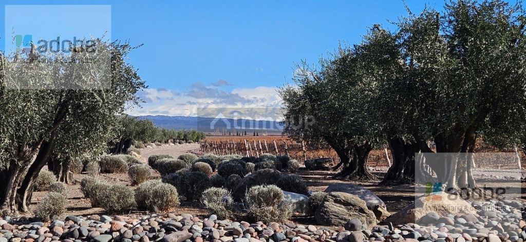 Finca en Venta en Lujan de Cuyo, Mendoza