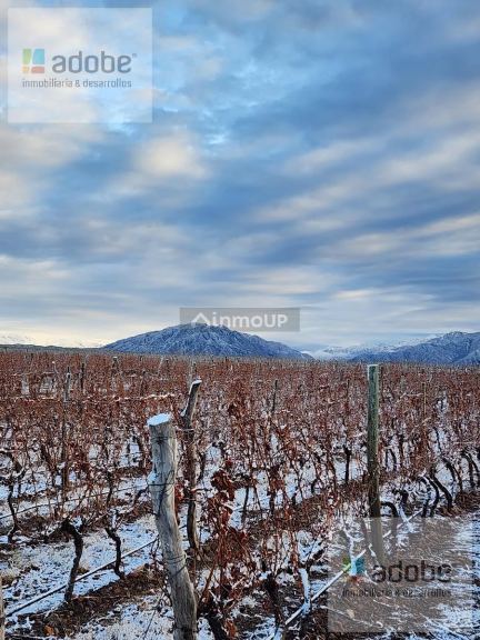 Finca en Venta en Lujan de Cuyo, Mendoza