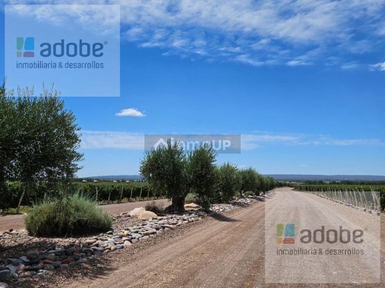 Finca en Venta en Lujan de Cuyo, Mendoza