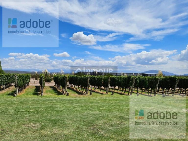Finca en Venta en Lujan de Cuyo, Mendoza