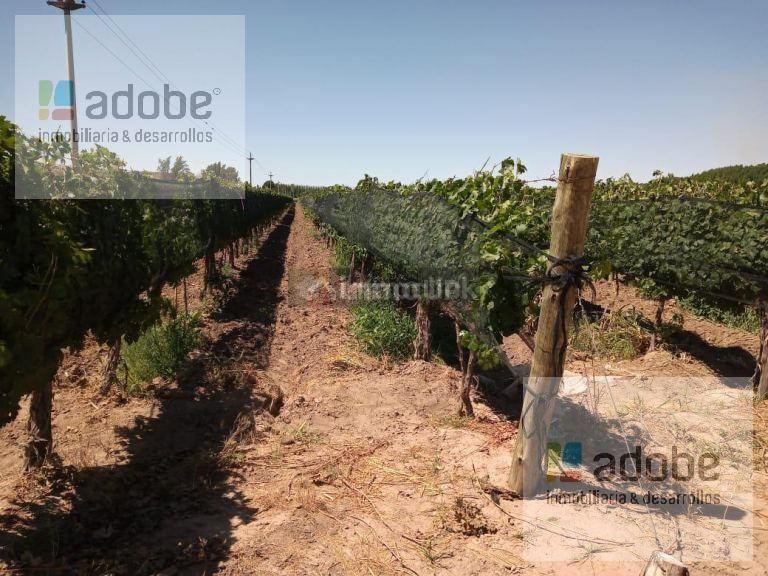 Finca en Venta en Lujan de Cuyo, Mendoza