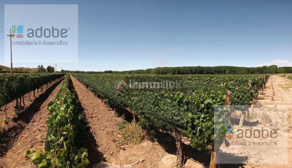 Finca en Venta en Lujan de Cuyo, Mendoza