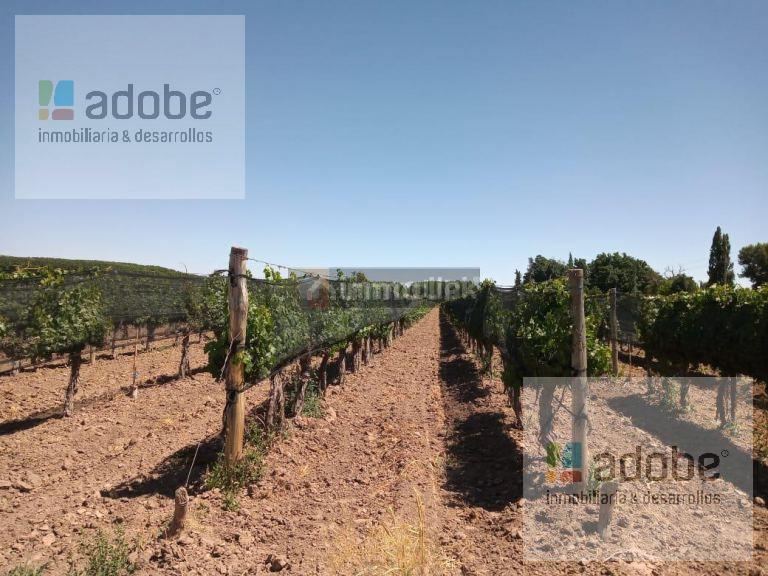Finca en Venta en Lujan de Cuyo, Mendoza