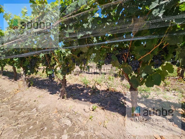 Bodega en Venta en Tunuyan, Mendoza