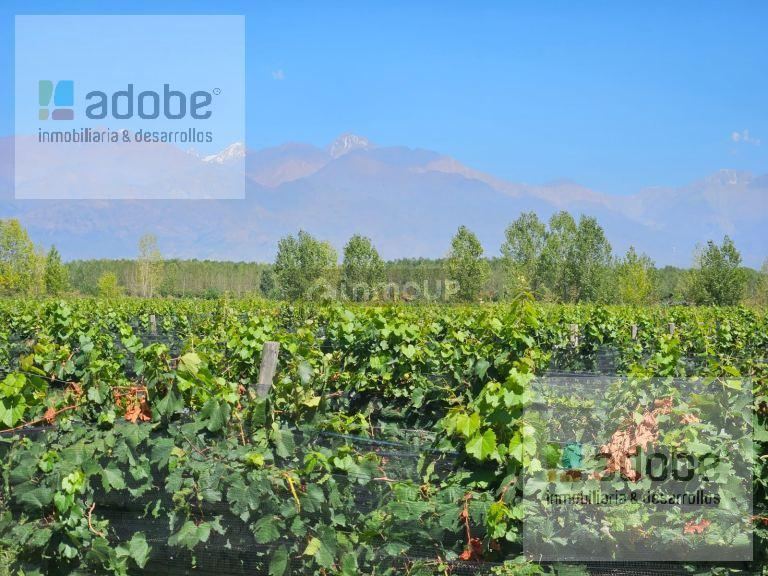 Bodega en Venta en Tunuyan, Mendoza