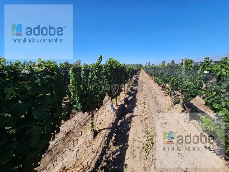Bodega en Venta en Tunuyan, Mendoza